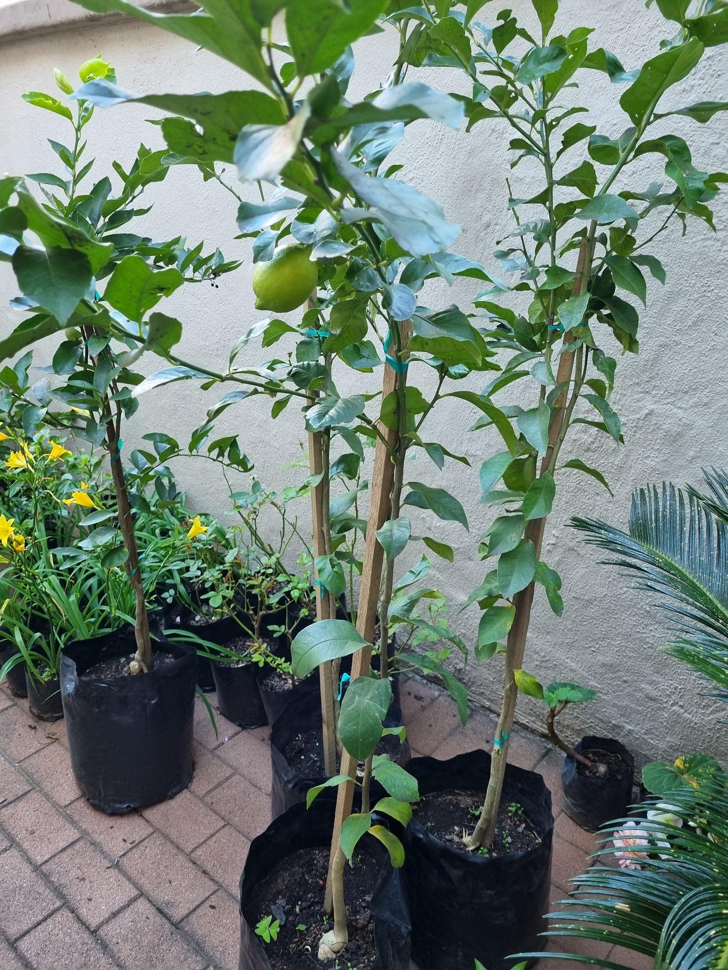 Lemon Trees Eureka (Smooth Skin) 30L