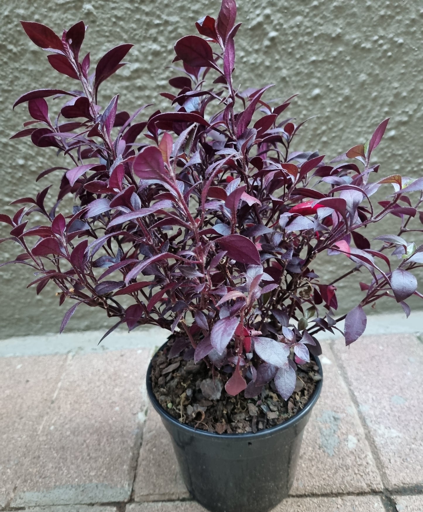 Little Ruby Alternanthera Dentata 14 cm pot