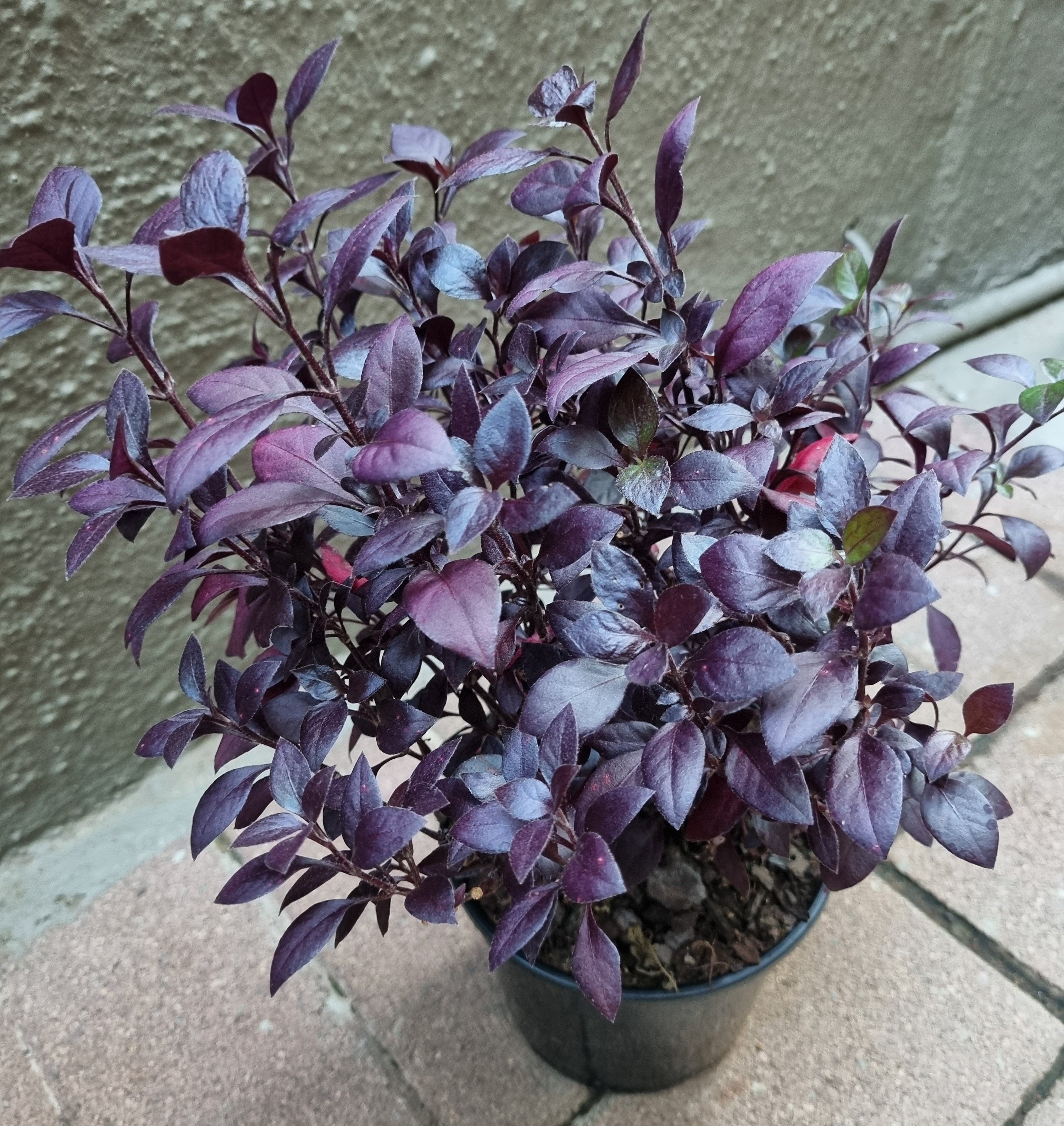 Little Ruby Alternanthera Dentata 14 cm pot – Lenzanne Plants