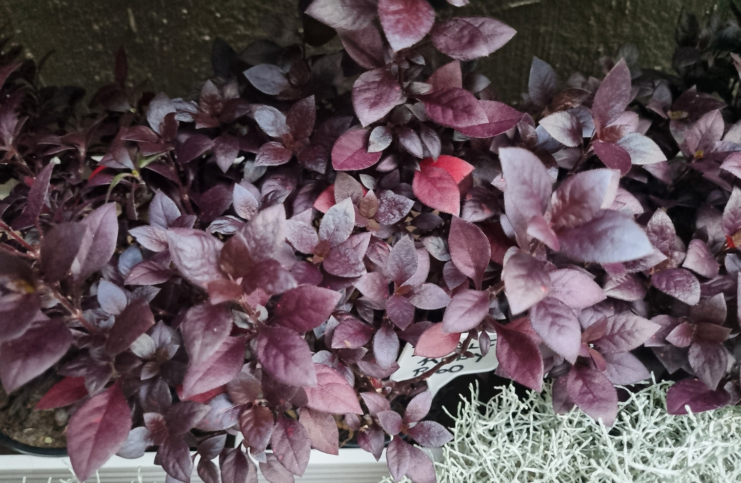 Little Ruby Alternanthera Dentata 14 cm pot