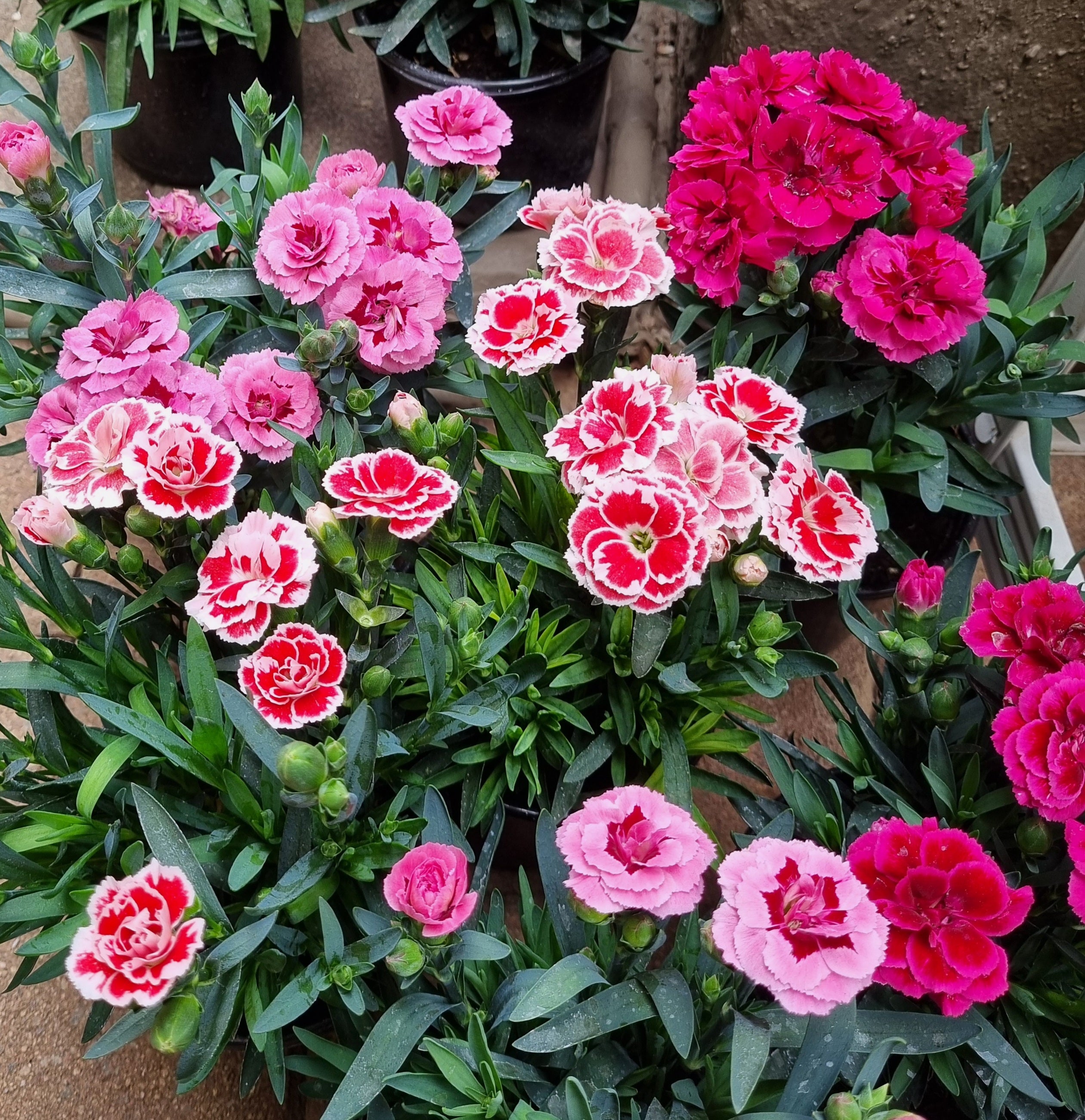 Mini Raffine Carnation Mini Carnations/Dianthus 12cm pot – Lenzanne Plants