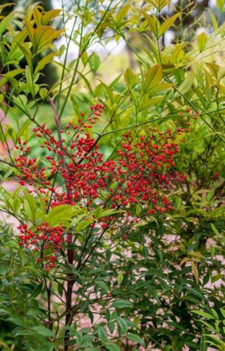 Nandina Domestica 10L