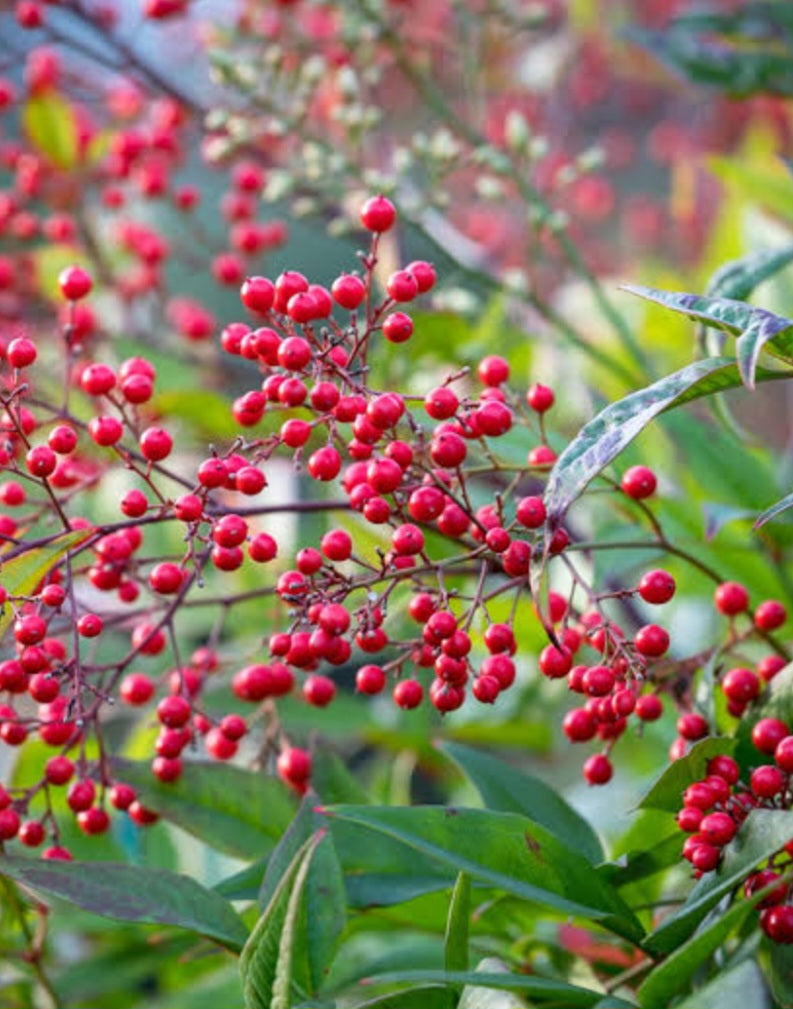 Nandina Domestica 10L