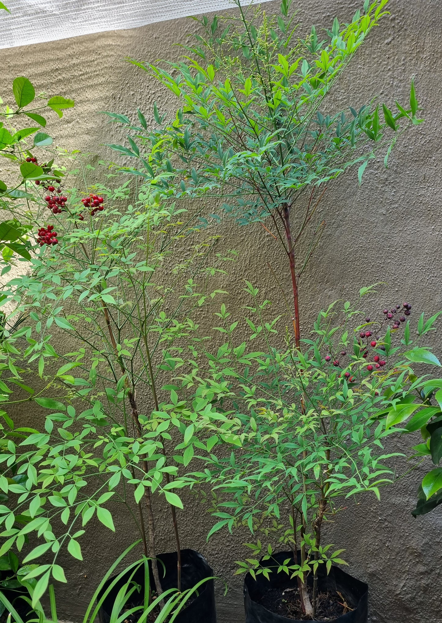 Nandina Domestica 10L