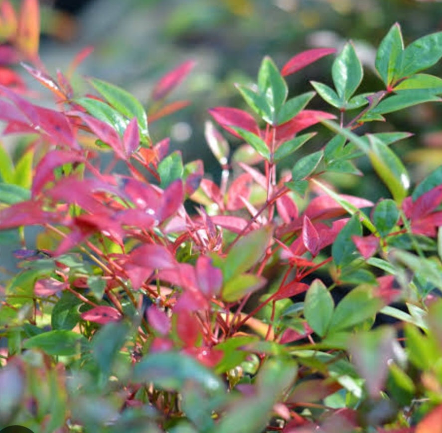 Nandina Domestica 10L