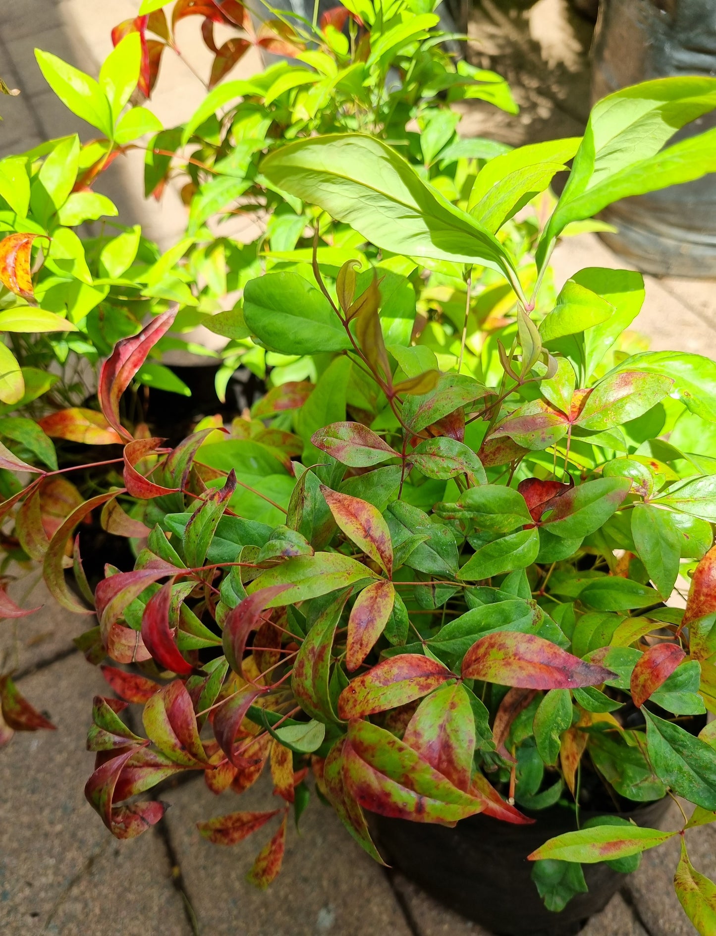 Nandina Pygmaea 5L