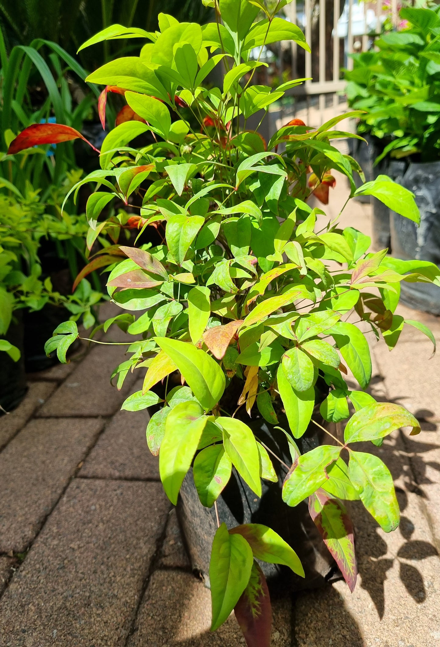 Nandina Pygmaea 5L