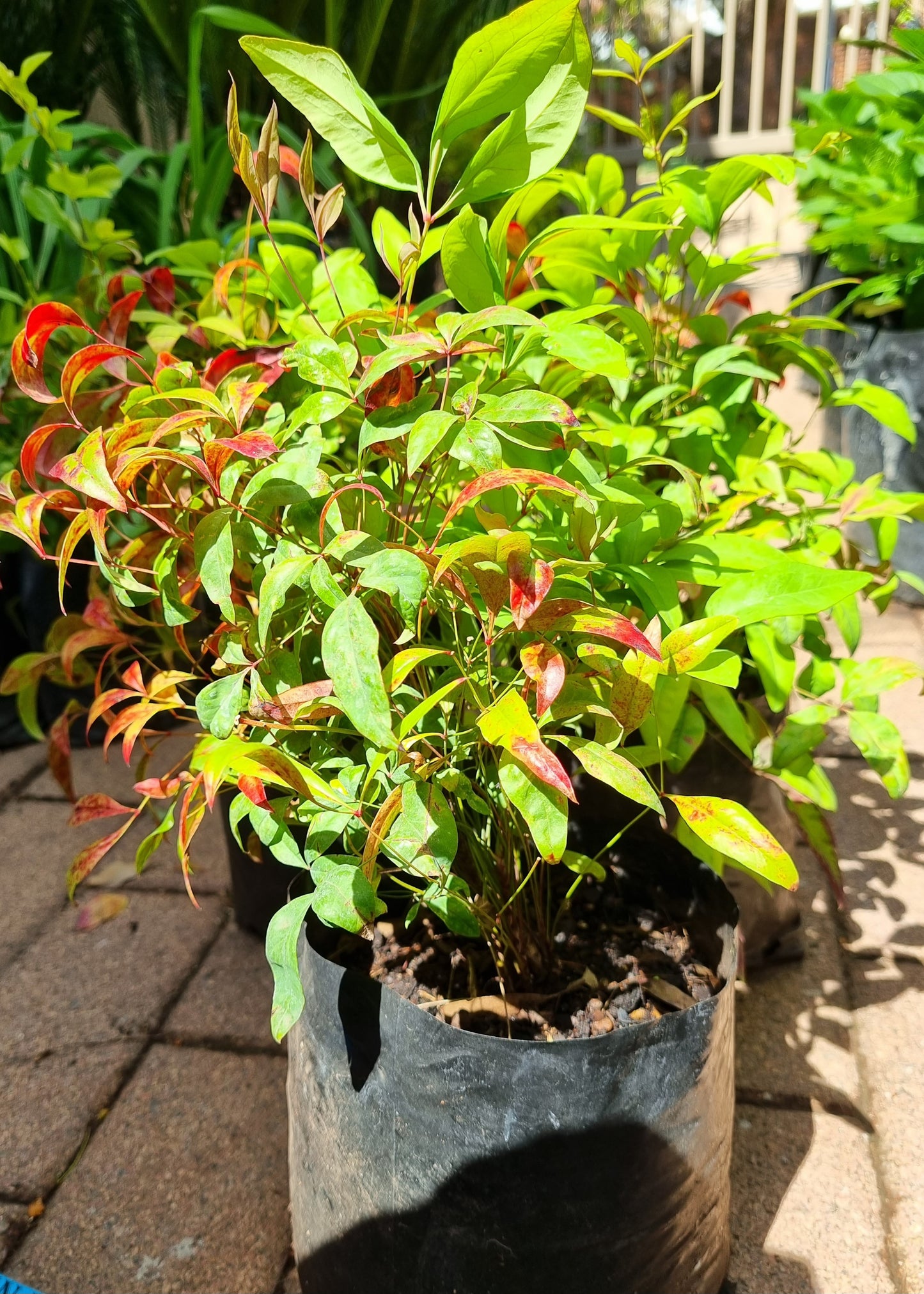 Nandina Pygmaea 5L