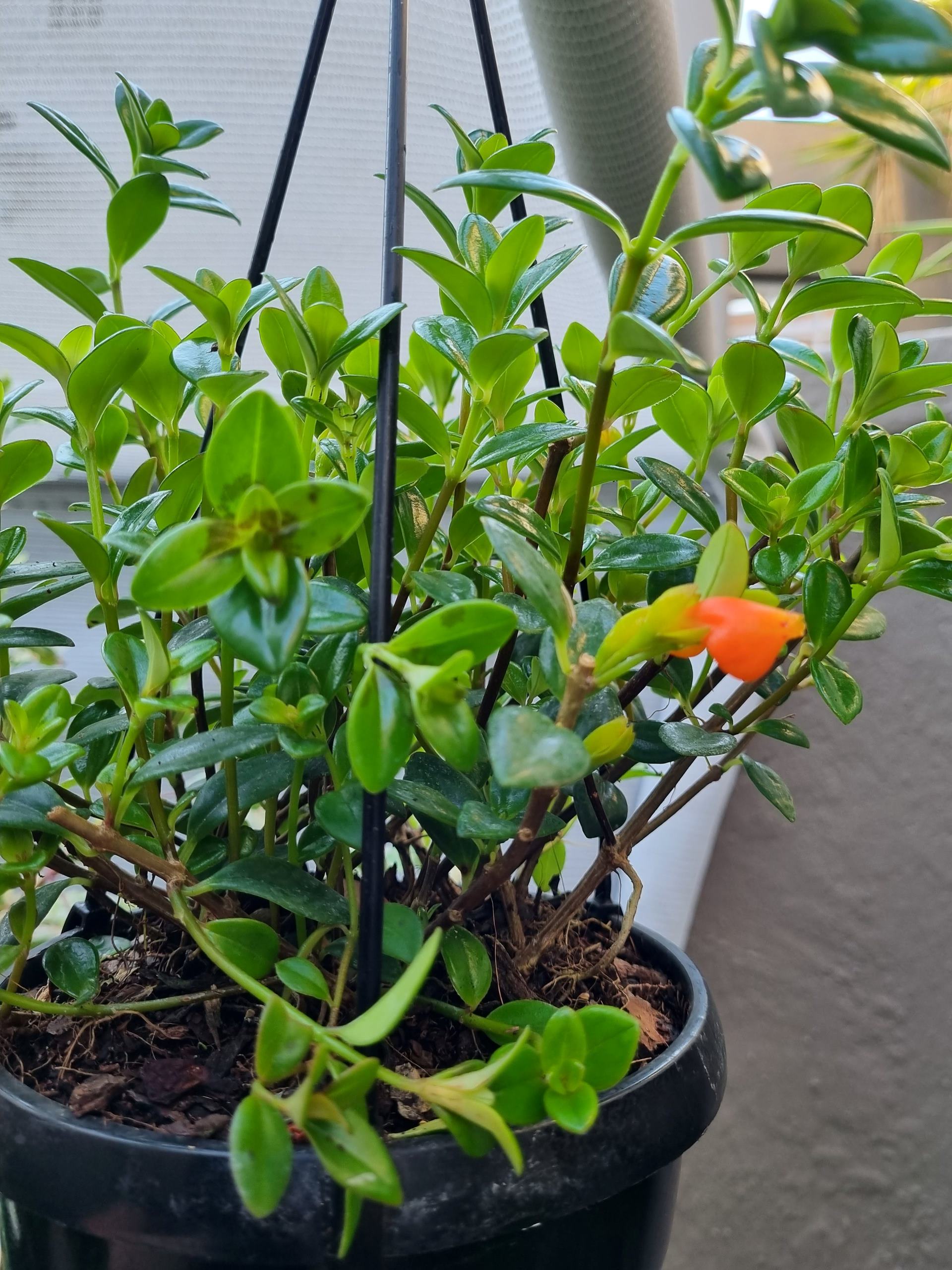 goldfish plant hanging basket Indoor Nematanthus (Goldfish Plant) 15cm Hanging Basket