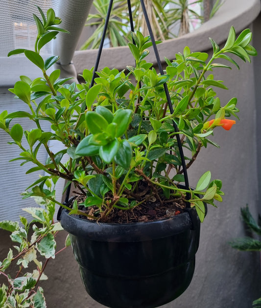 Indoor Nematanthus (Goldfish Plant) 15cm Hanging Basket