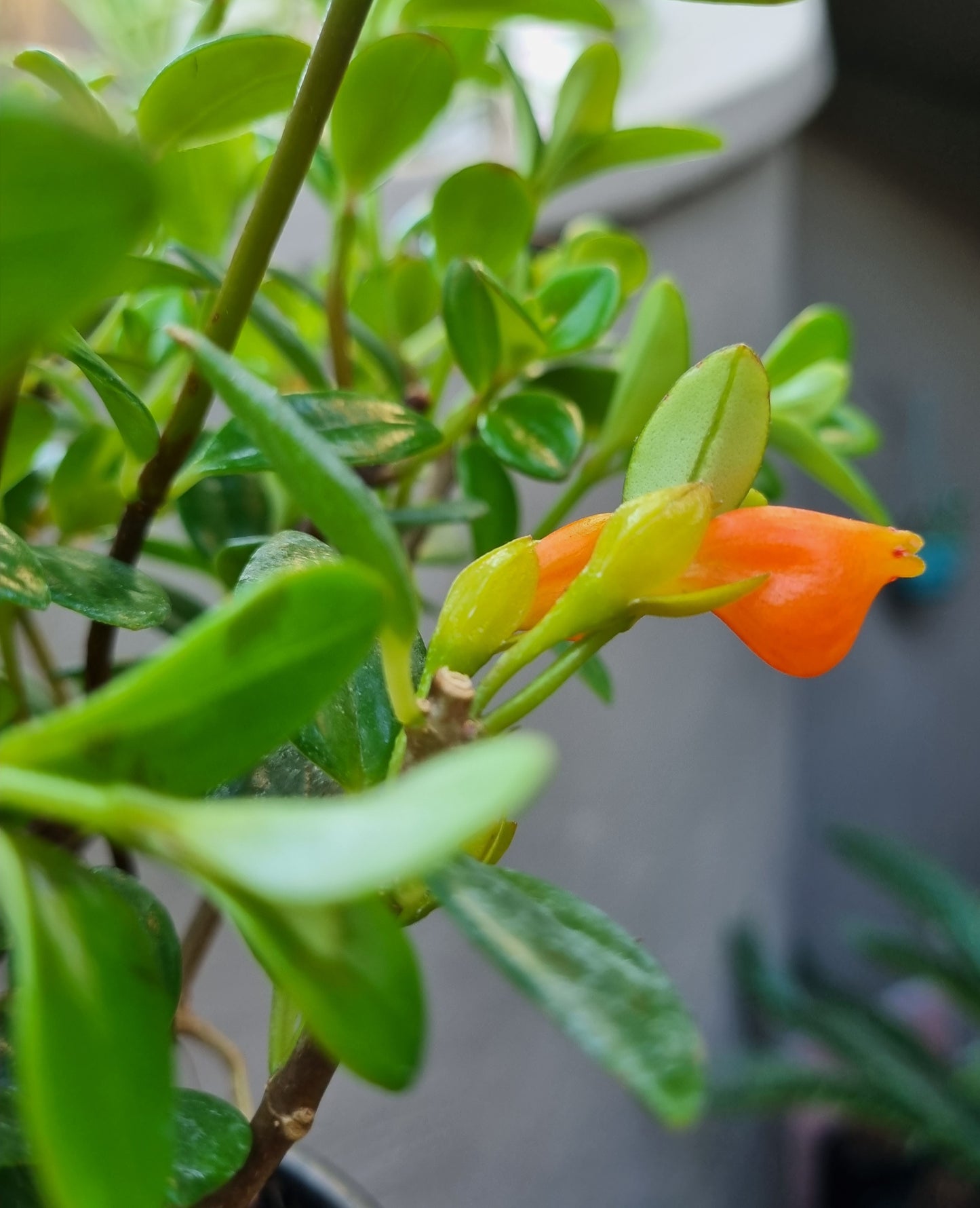 Indoor Nematanthus (Goldfish Plant) 15cm Hanging Basket