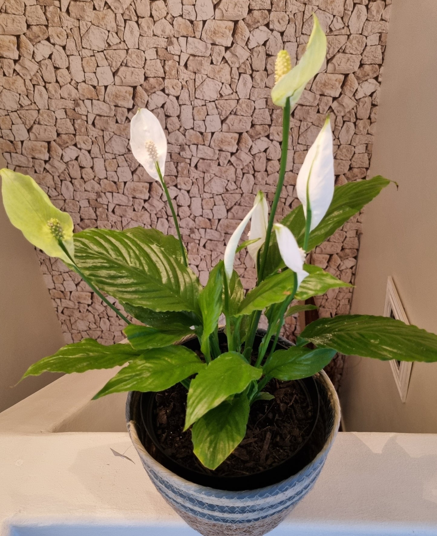 Indoor Peace Lily Spathiphyllum 20cm Pot