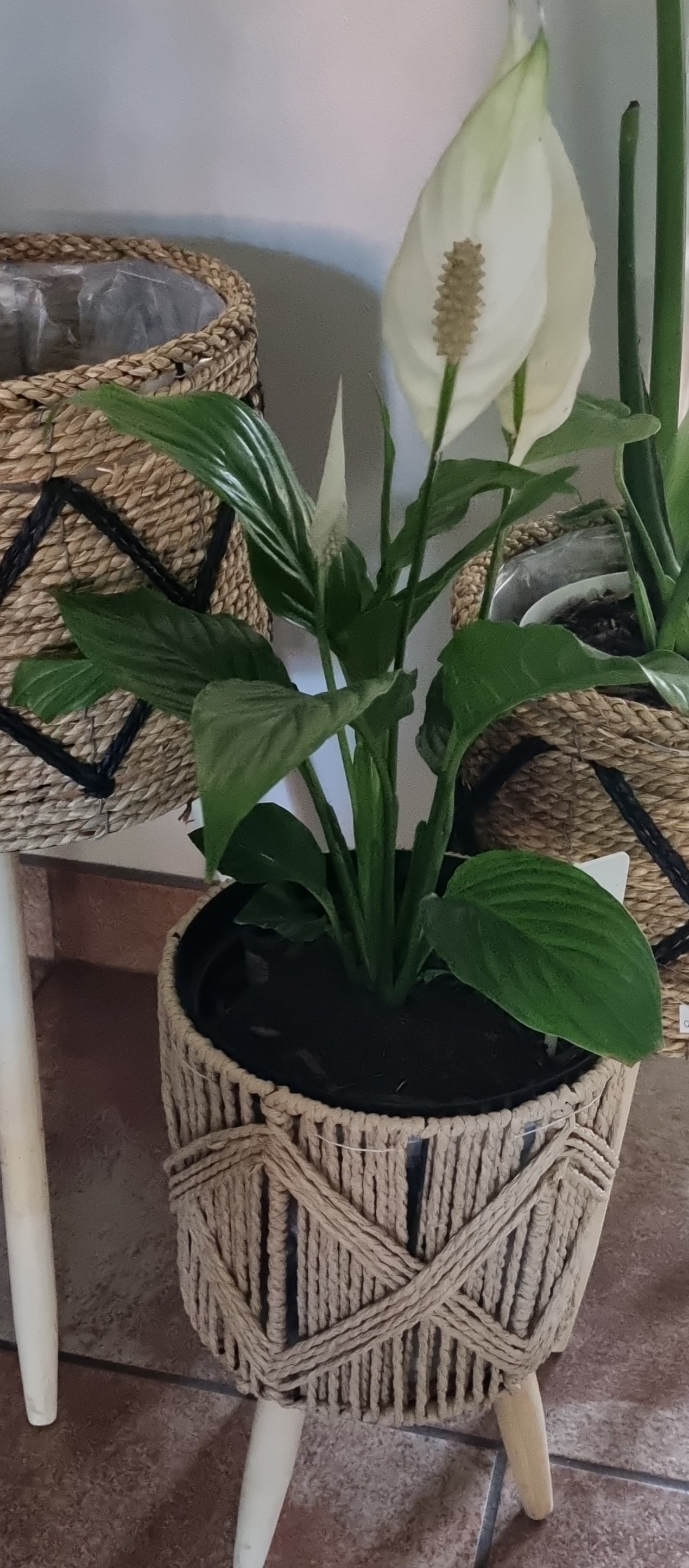 Indoor Peace Lily Spathiphyllum 20cm Pot
