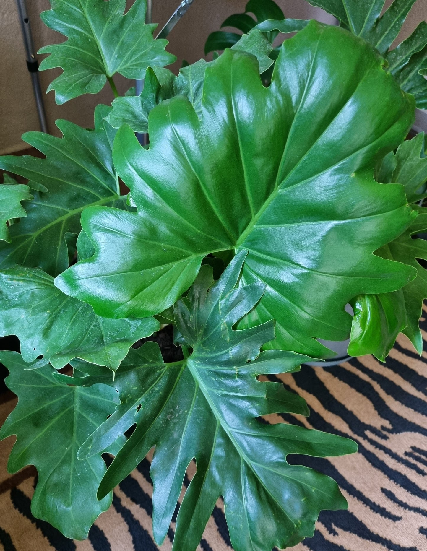 Indoor Plants Philodendron Selloum 30cm pot