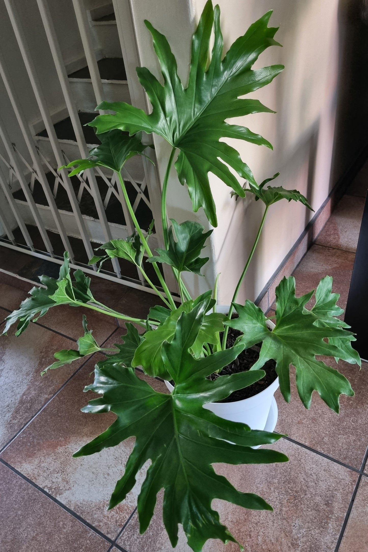 Indoor Plants Philodendron Selloum 30cm pot