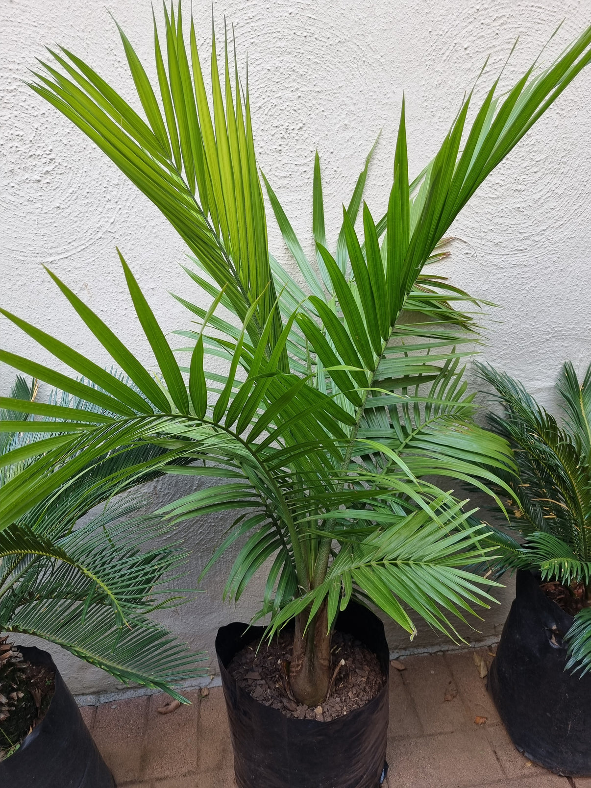 Ravenea Palm Lenzanne Plants