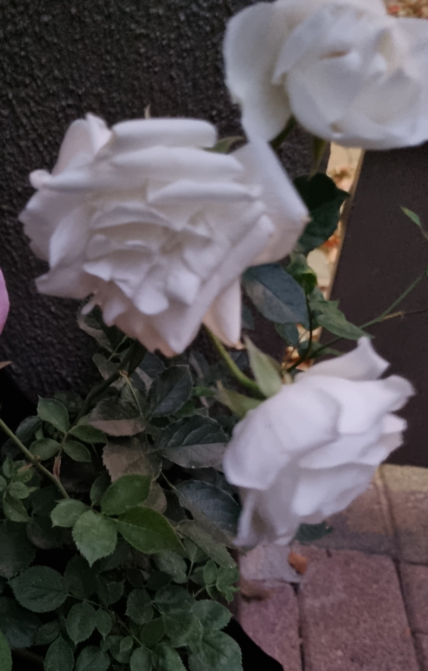 Rose Bush Iceberg White 4L