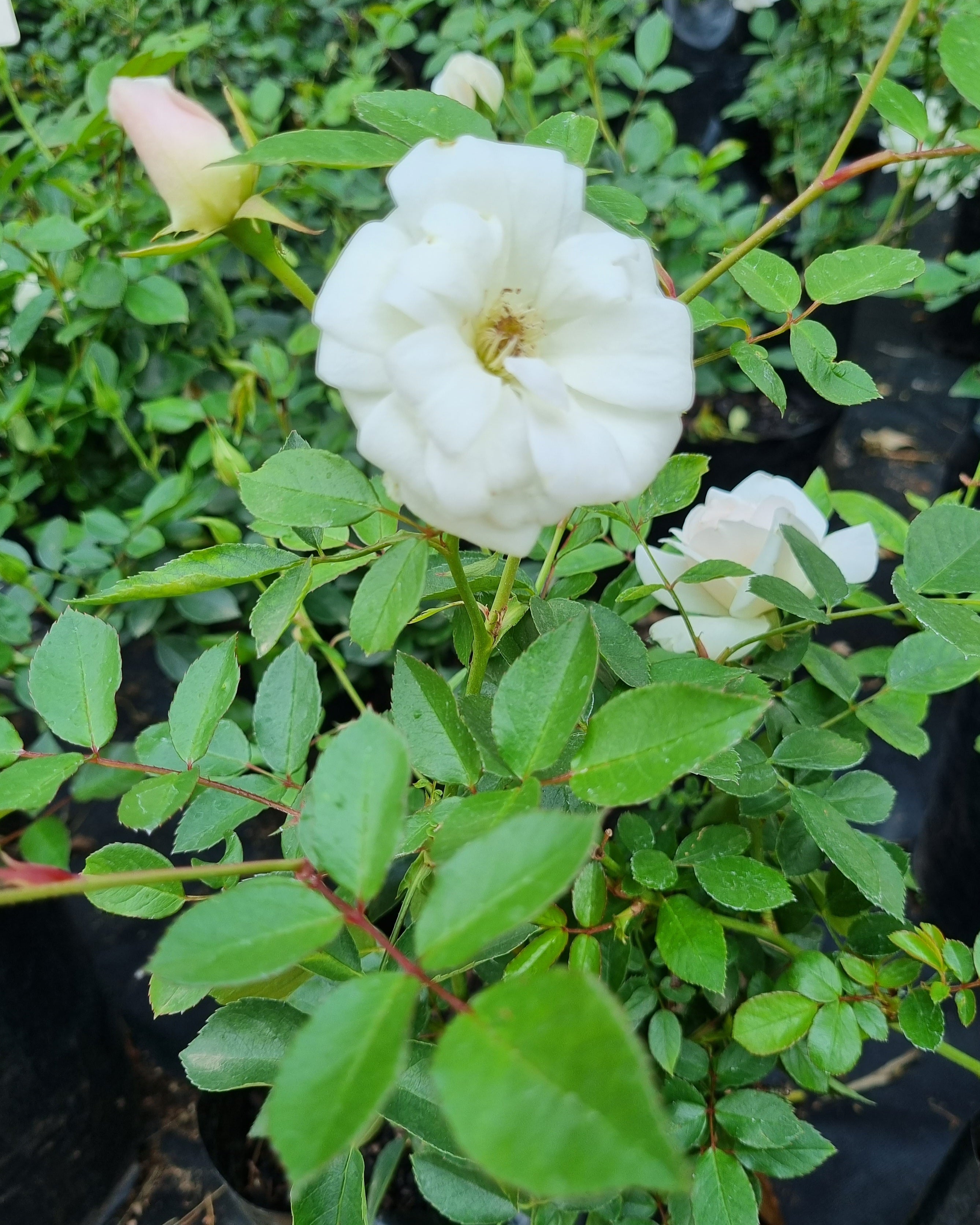 Rose Bush Iceberg White 4L – Lenzanne Plants