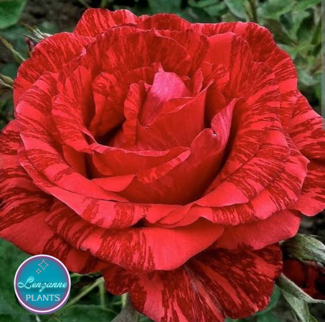 Roses Assorted Tea Rose 4L – Lenzanne Plants
