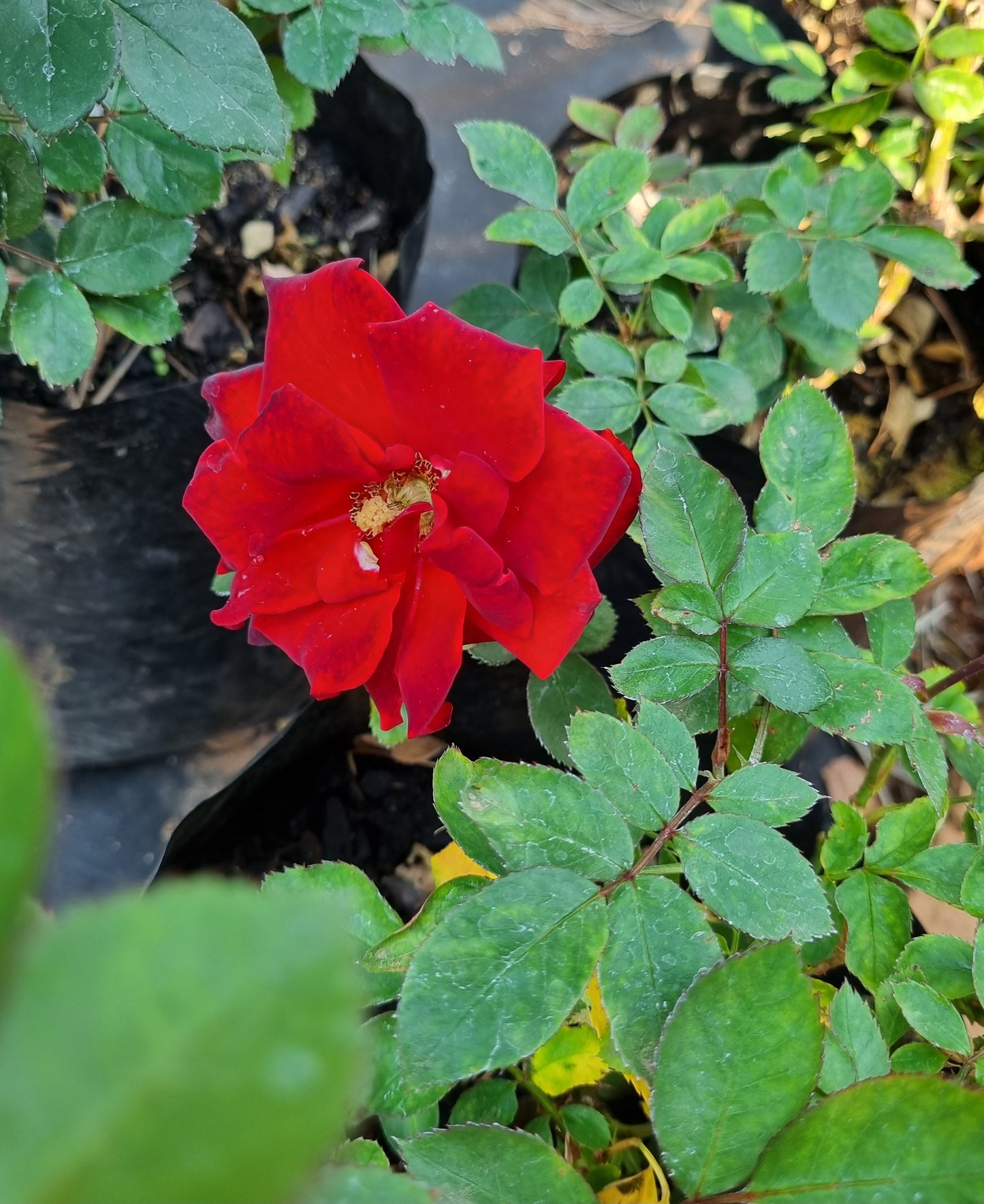 Rose Bush Satchmo (Red) 4L