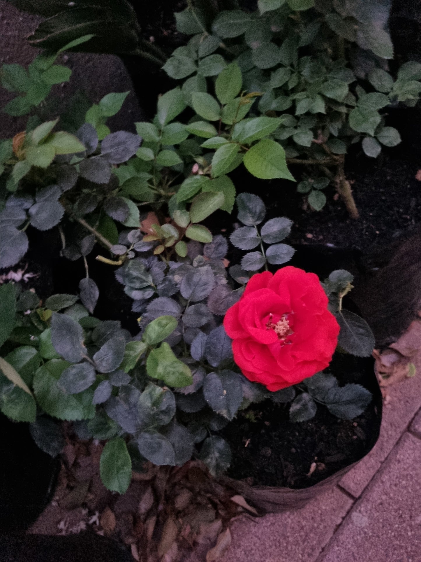 Rose Bush Satchmo (Red) 4L