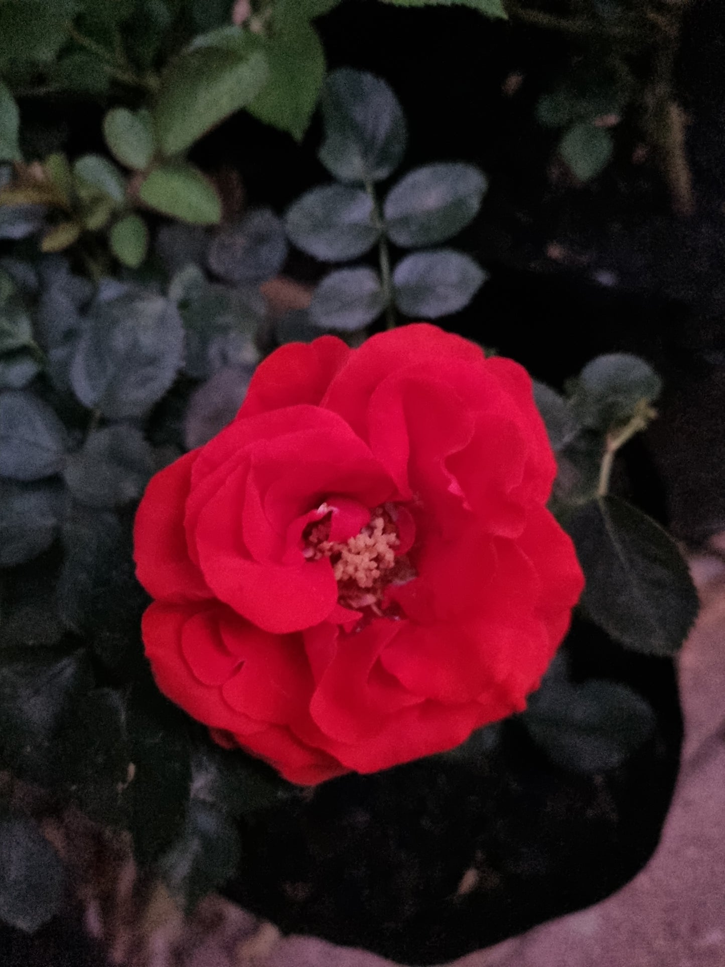 Rose Bush Satchmo (Red) 4L