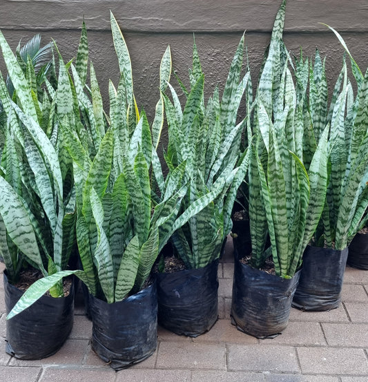 Snake Plant (Sansevieria Trifasciata) XL