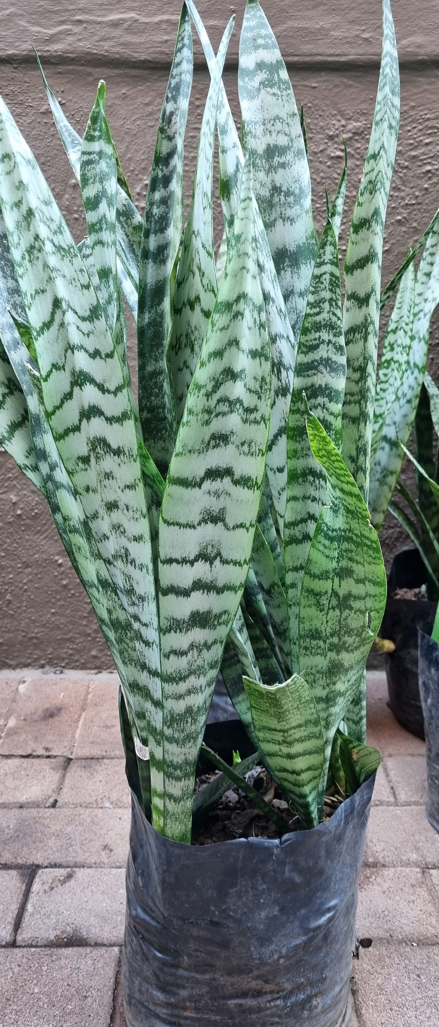 snake plant xl Snake Plant (Sansevieria Laurentii) XL