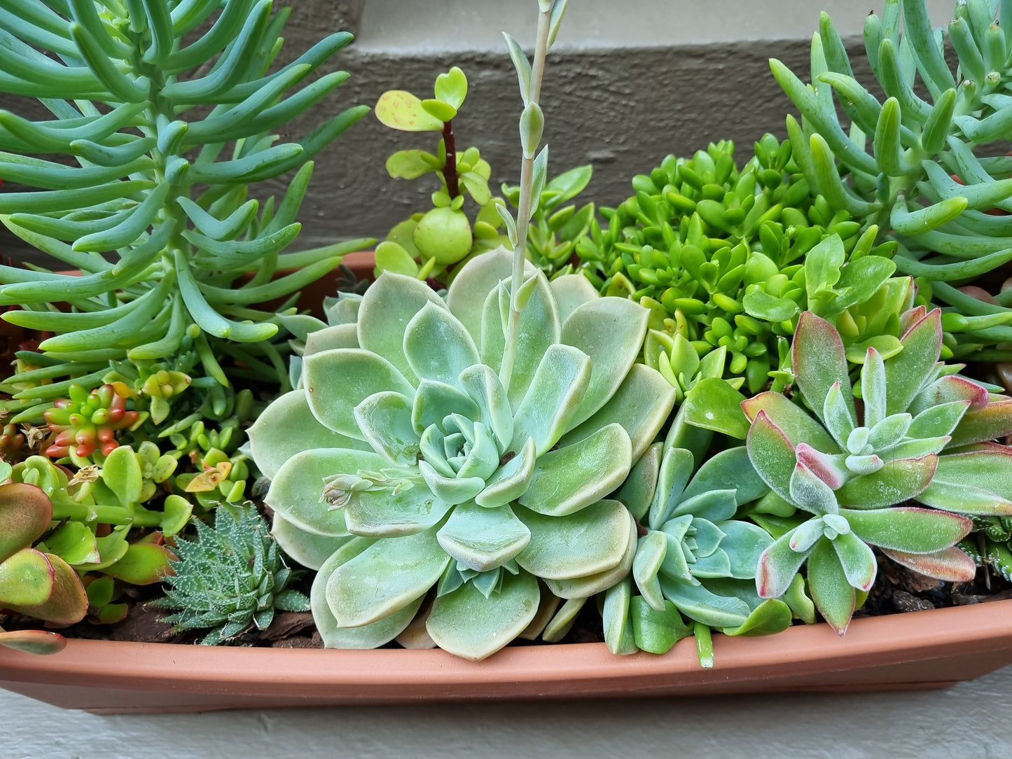 rectangle pots for succulents Succulents Mixed