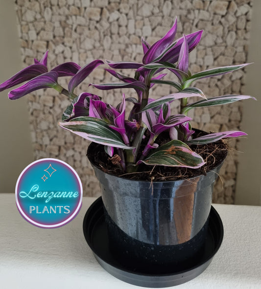 Tradescantia Nanouk (Fantasy Venice) 16cm pot