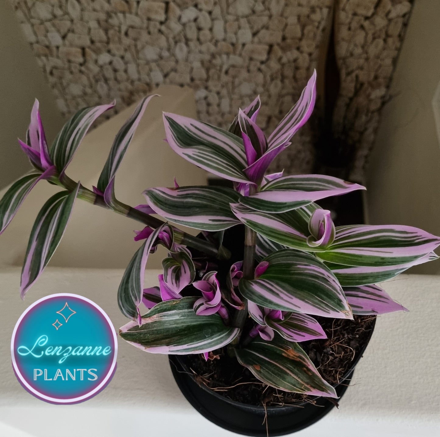 Tradescantia Nanouk (Fantasy Venice) 16cm pot