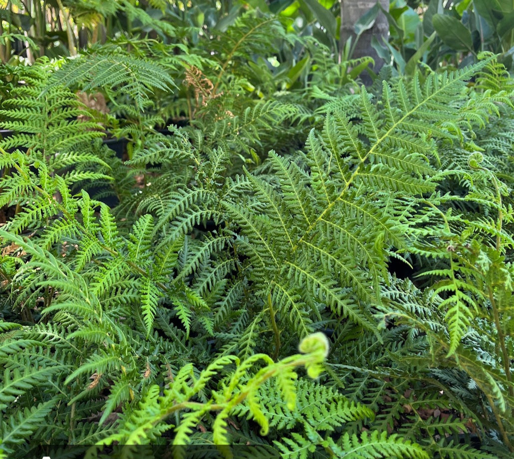 Tree Fern Cyathea Brownii  10L