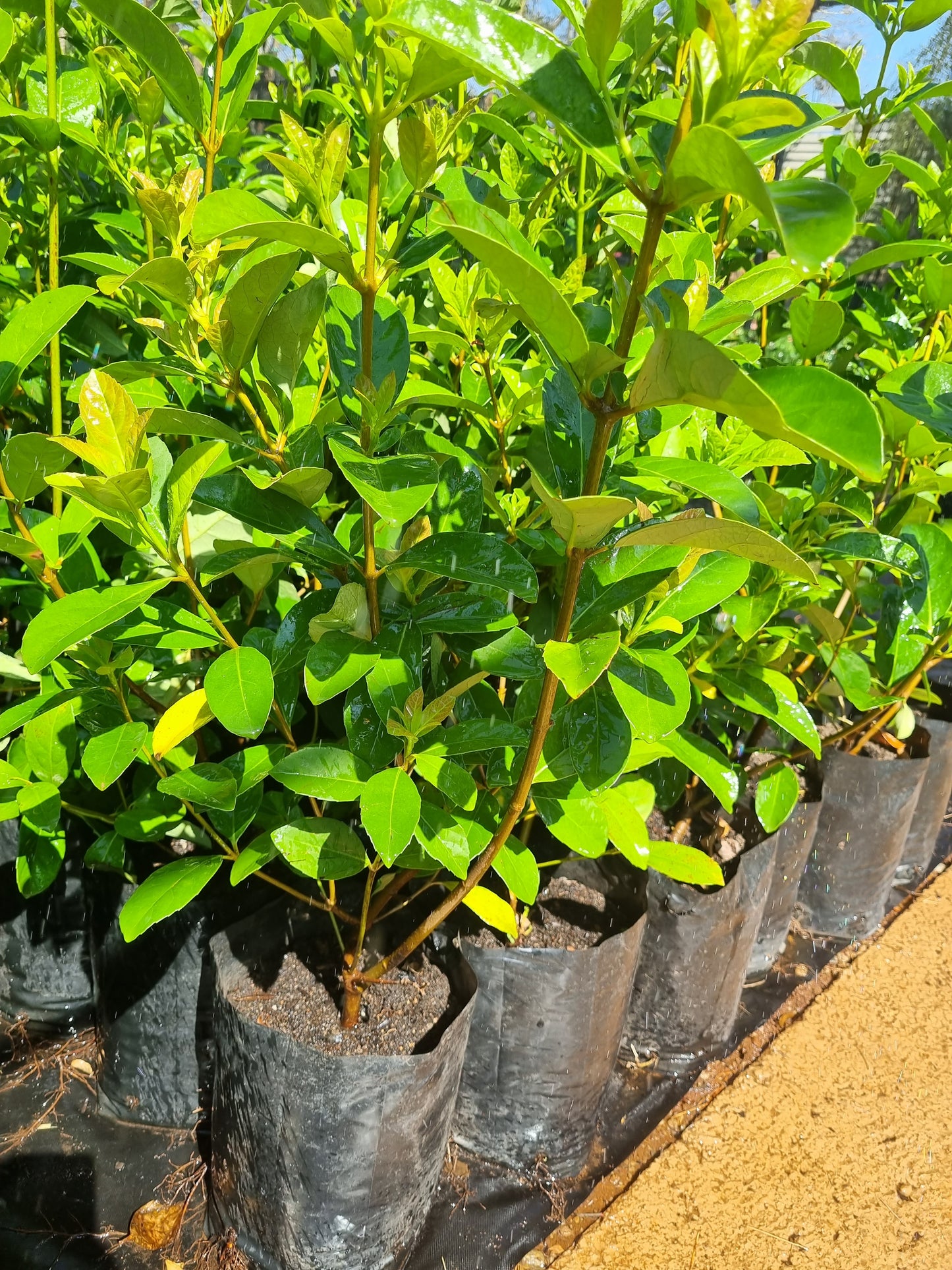 Viburnum Odoratissimum 10L