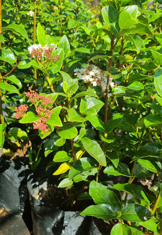 Viburnum Tinus 10L