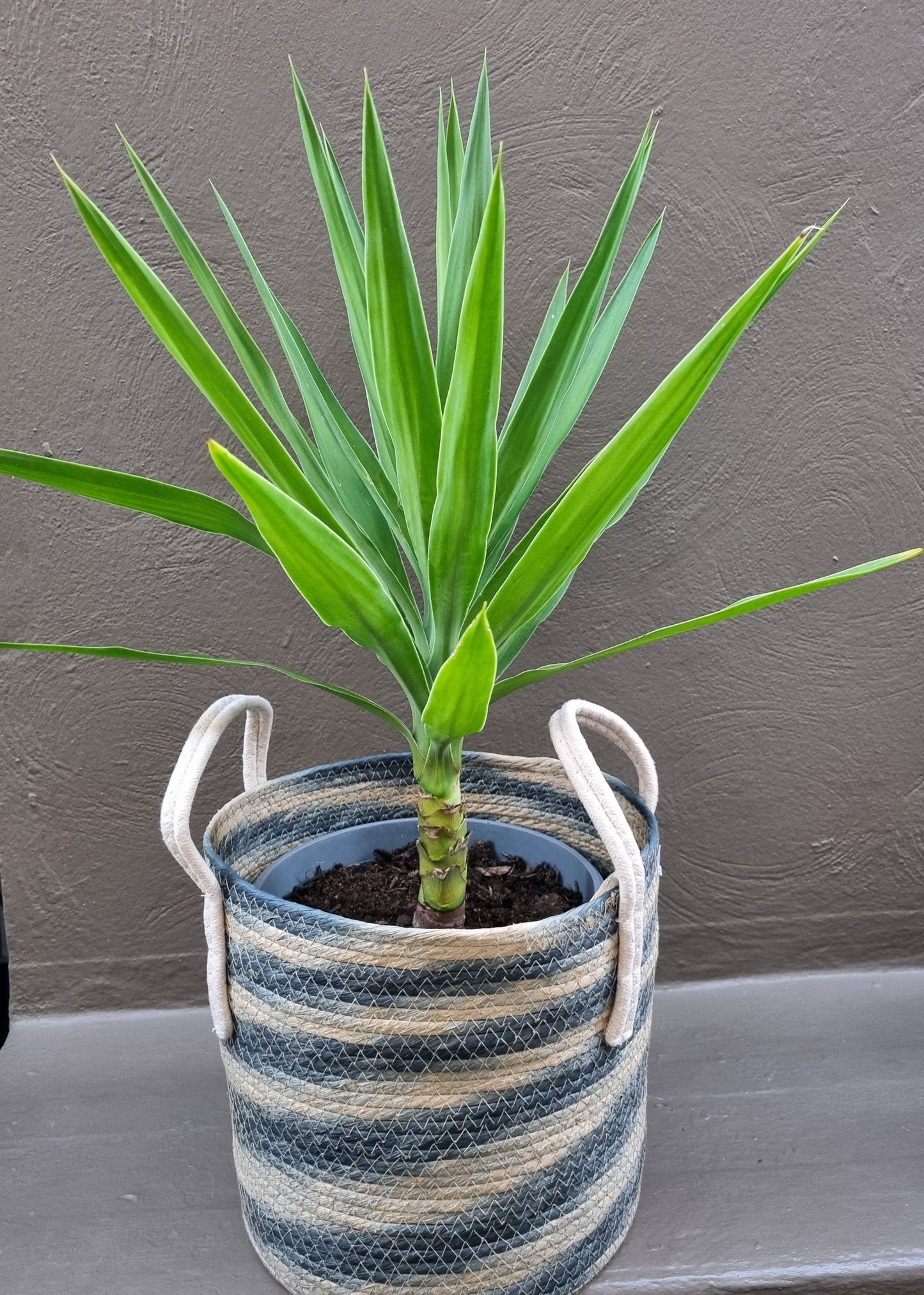 Yucca 80cm